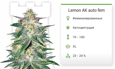 Lemon AK auto fem (FastBuds)