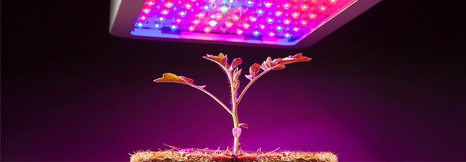 Расчет света для конопли