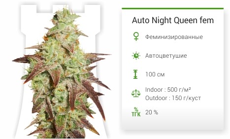 Auto Night Queen fem от Dutch Passion