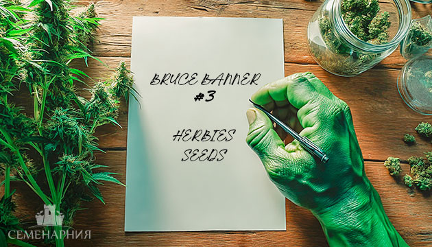 Гроурепорт сорта Bruce Banner #3