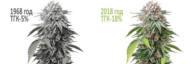 Почему сегодня марихуана мощнее, чем 30-50 лет назад?