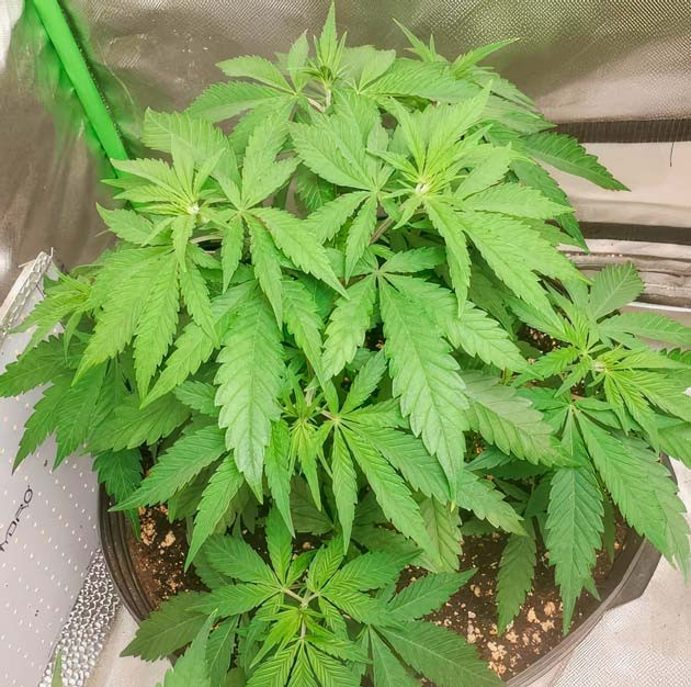 Куст Cafe Racer на 6 неделе выращивания