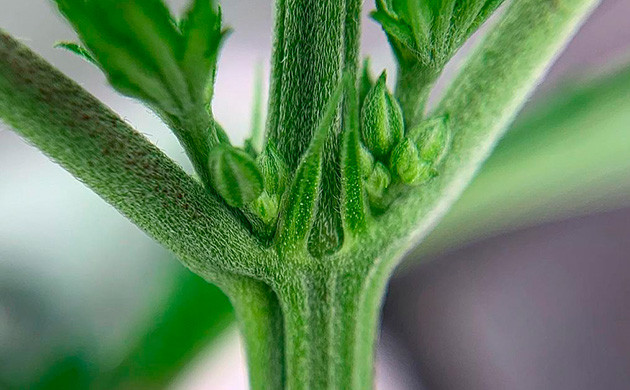 Гермафродитизм конопли