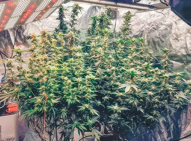 Куст Dozy Doz от AlphaFem Seeds на фазе цветения