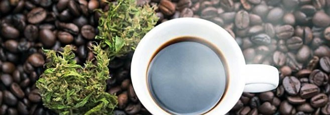 Сорта конопли с запахом кофе