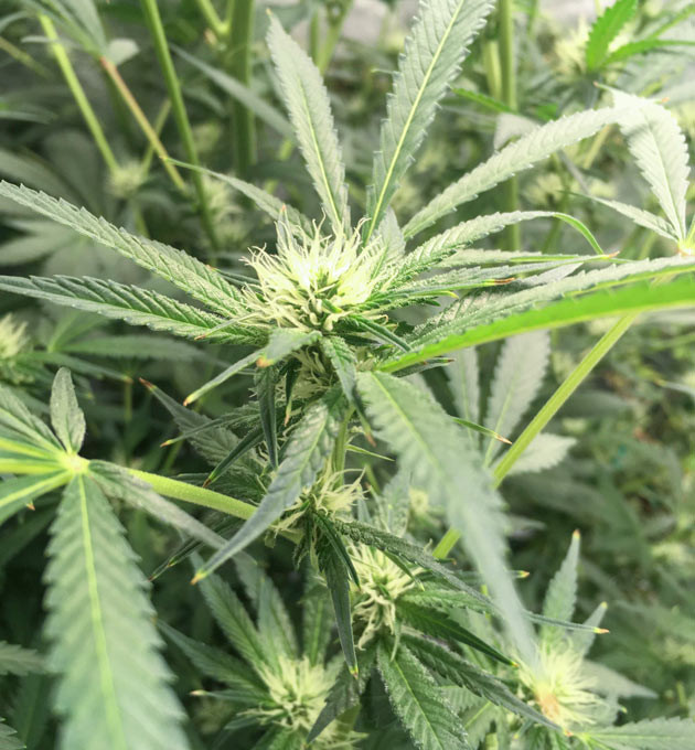 Куст DDoS #33 от Herbies Seeds ростом 80 см