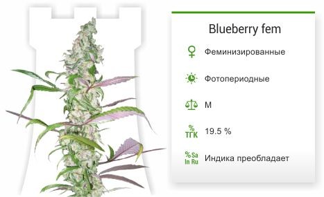 Blueberry fem от Dutch Passion