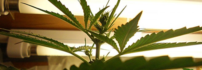 ​Днат светильники