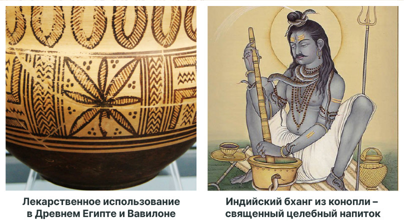 Священный напиток бханг: история и медицинское применение