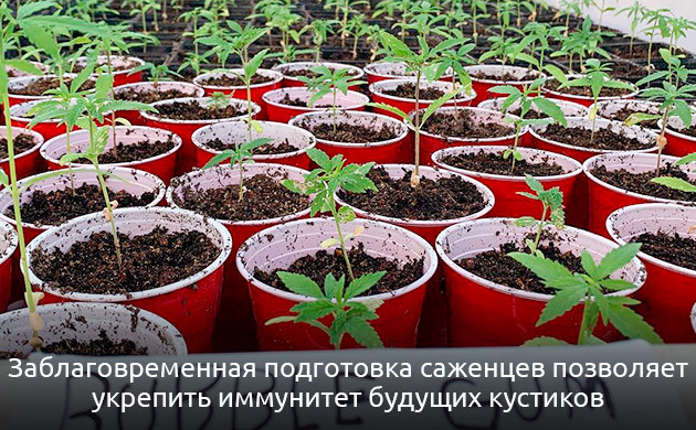 Выращивание саженцев