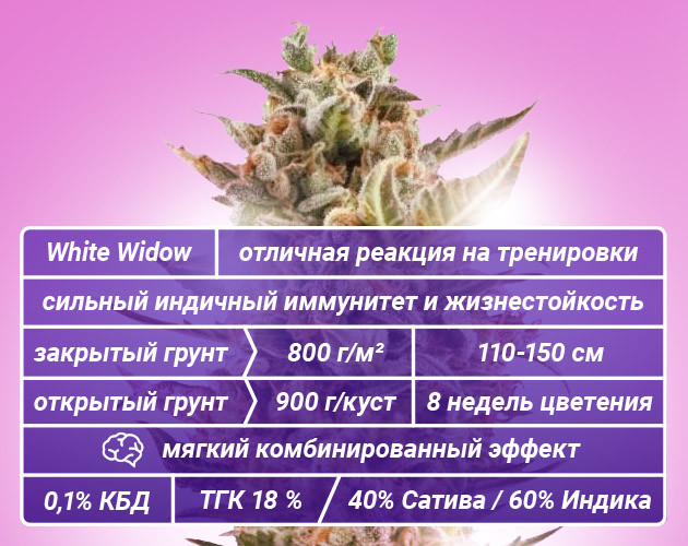 Основные характеристики генетики White Widow