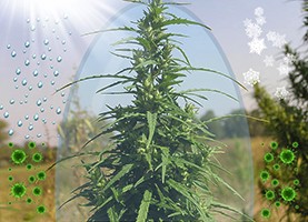 хороший иммунитет