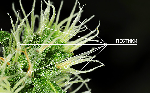 Пестики марихуаны