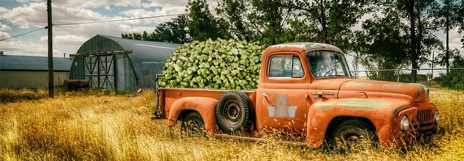 Топ самых урожайных сортов конопли