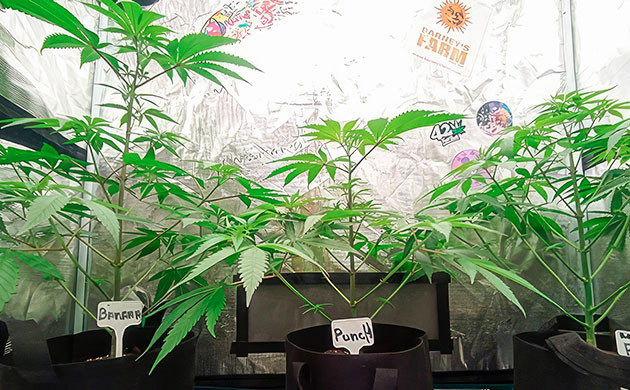 Кусты Banana Punch от Barney's Farm на 7 неделе выращивания