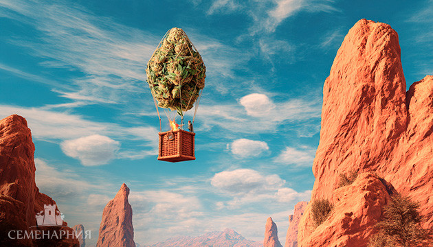 Сатива и ее high эффект