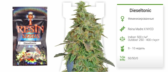 описание сорта Dieseltonic 