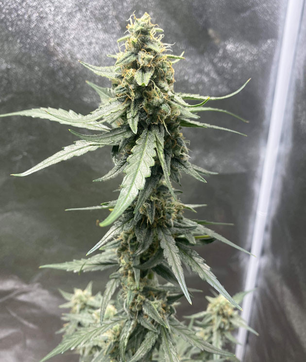 Кусты Banana Purple Punch Auto на стадии цветения