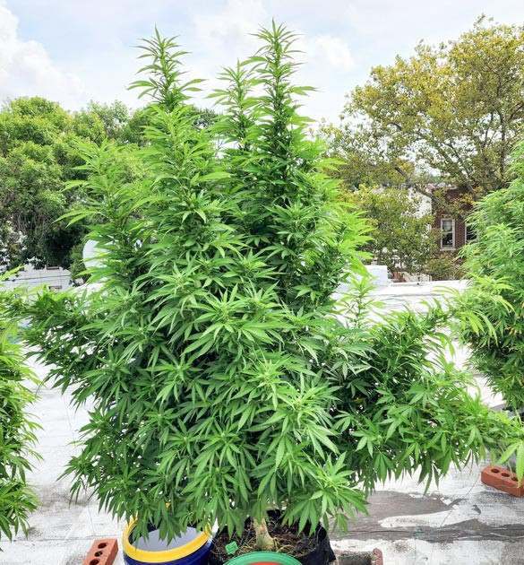 Куст на 15 и 16 неделях выращивания