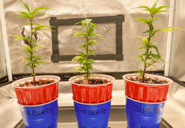 Кусты Blueberry Muffin от Humboldt Seed Company на 2 неделе