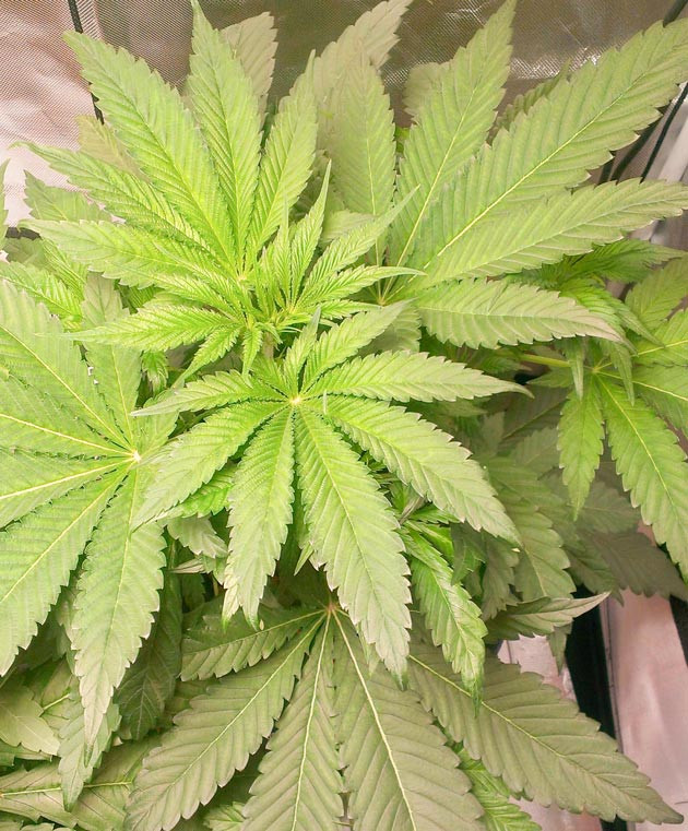 Куст Green Gelato на 6 неделе выращивания