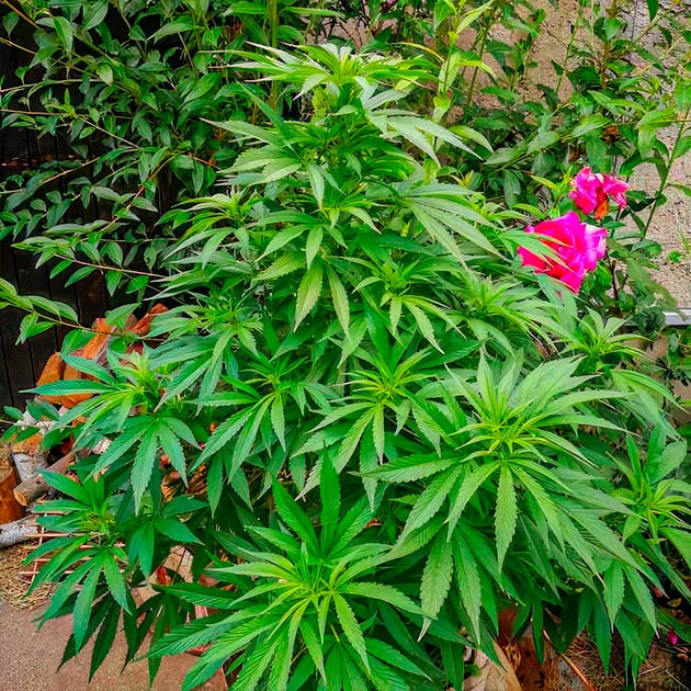 Куст на 13 неделе выращивания