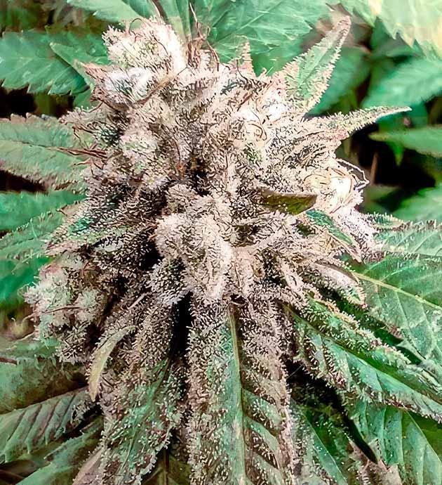 Куст Godzilla Glue #4 от Herbies Seeds на 9 неделе выращивания