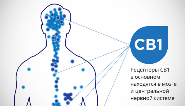 Рецепторы CB1