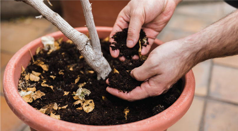 Выбор грунта для горшка с коноплей