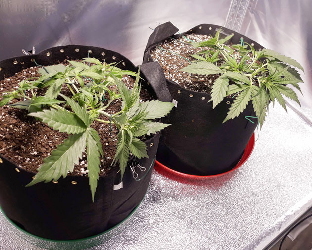 2 куста после LST