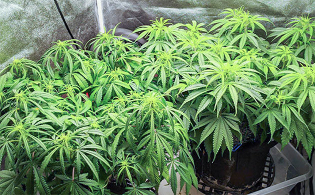 7 неделя выращивания