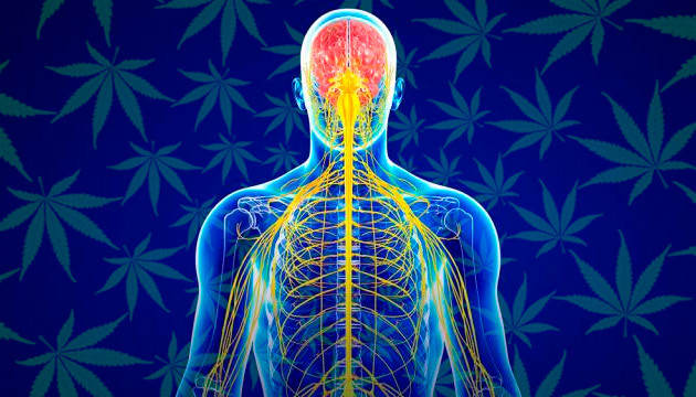 Эндоканнабиноидная система