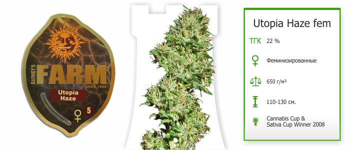 Utopia Haze fem