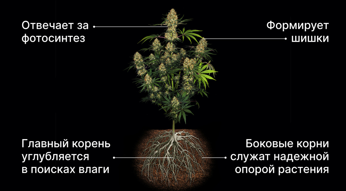 Развитие корневой системы в соответствии с ростом растения