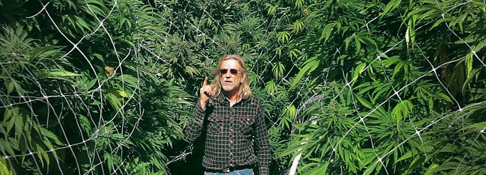 Техники для увеличения урожая конопли