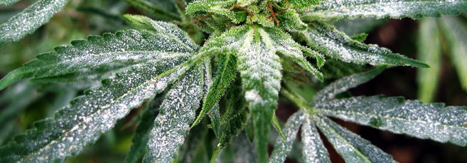 Мучнистая роса