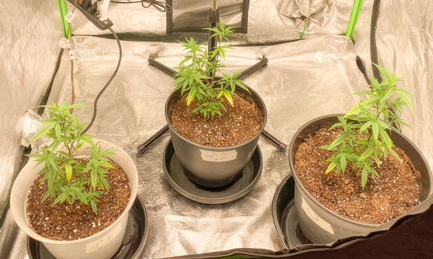 Кусты Blueberry Muffin на 6 неделе выращивания