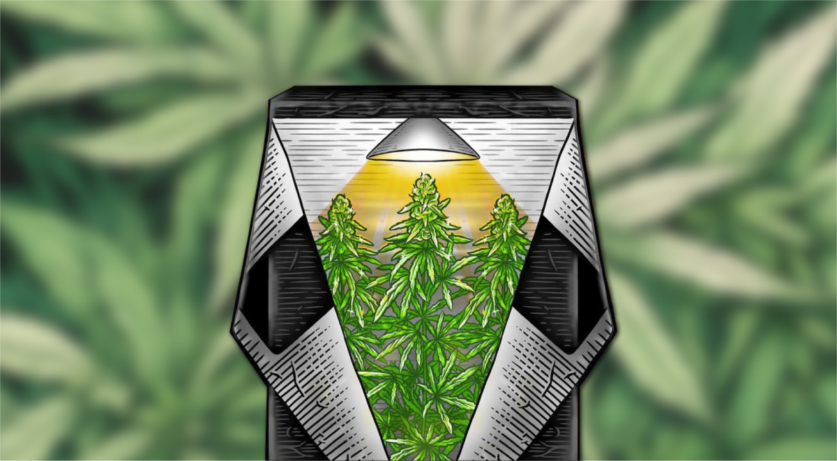 Низкорослые сорта для стелс-бокса