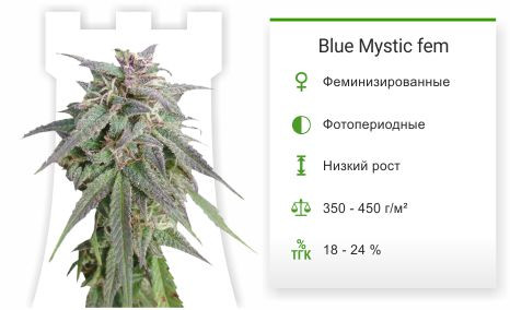 Blue Mystic Automatic fem от Nirvana Seeds