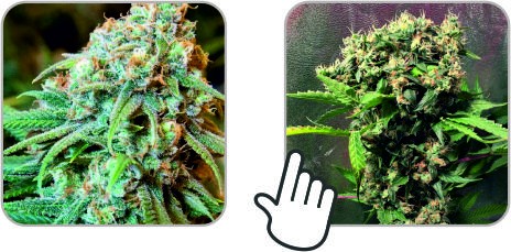 Выбор правильного сорта