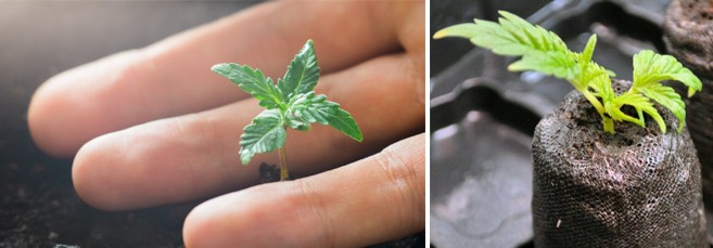 Проращивание автоцвета без стресса