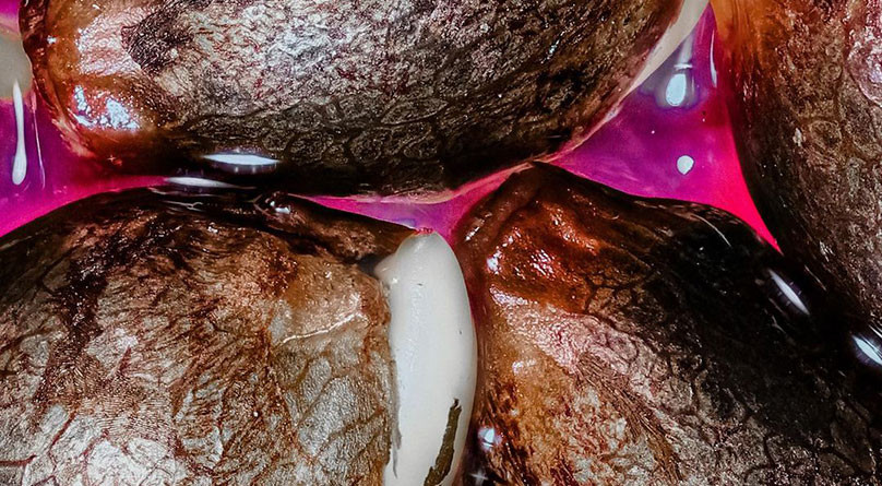 Сушка семян конопли