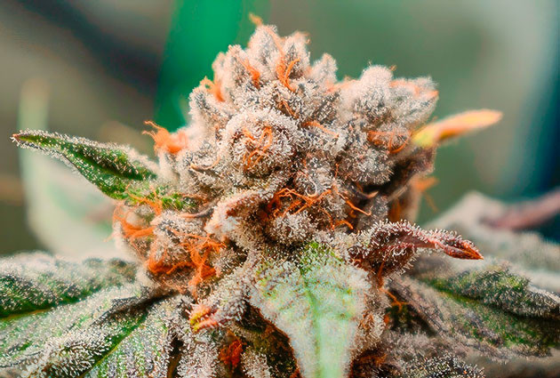 Куст Banana Punch на последних неделях выращивания