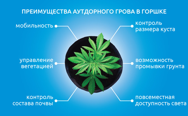 Выращивание конопли в аутдоре в горшке