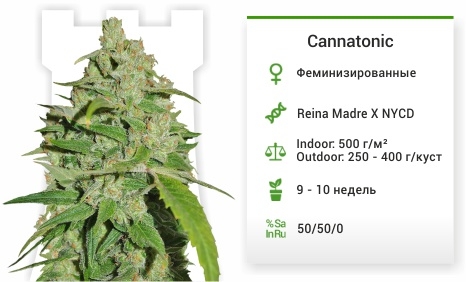 описание сорта Cannatonic