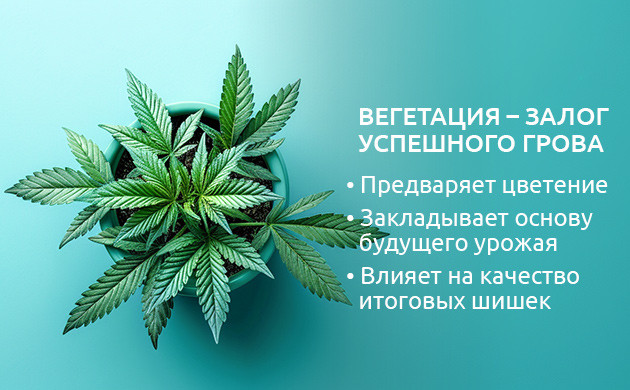 Длительность вегетации