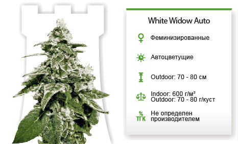 White Widow Auto от Green House Seeds