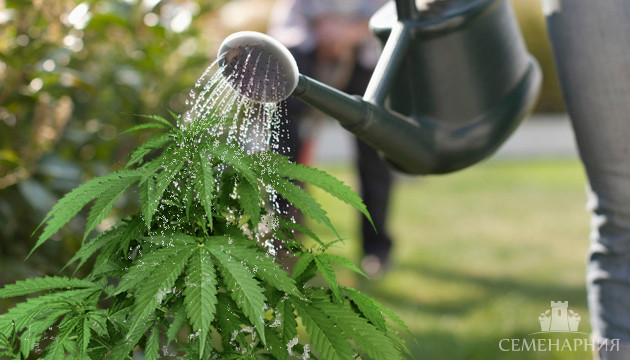 Полив куста конопли из лейки