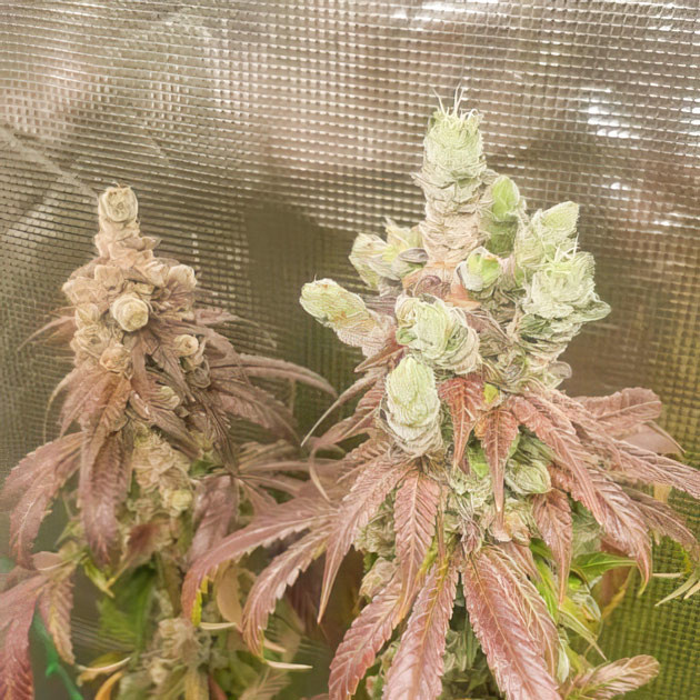 Соцветия Bubba Slush