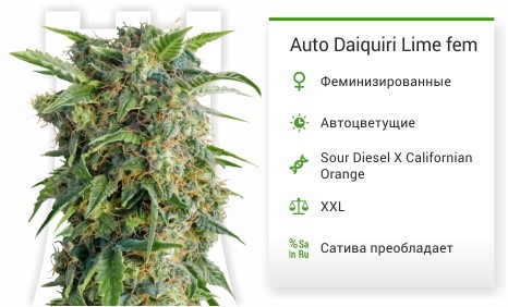 Auto Daiquiri Lime fem от Dutch Passion
